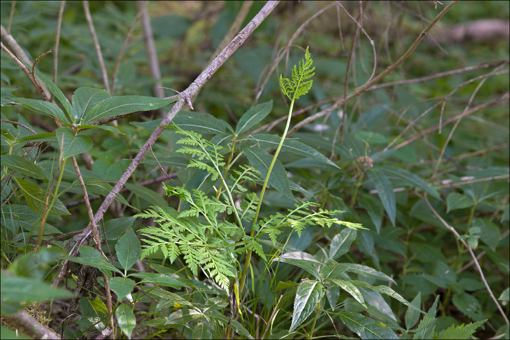 Image of rattlesnake grape-fern