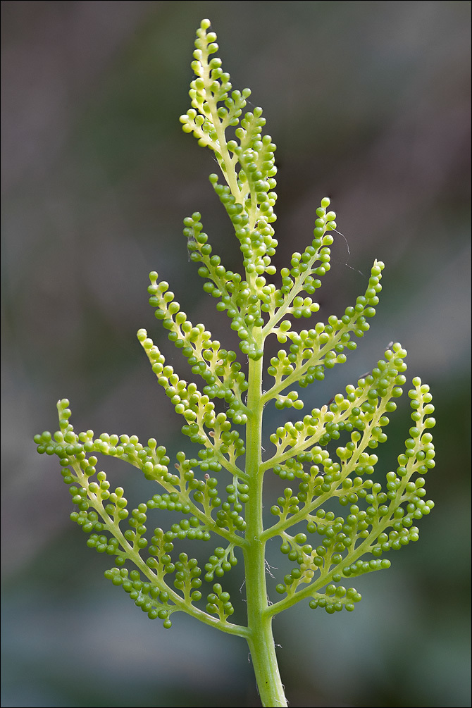 Image of rattlesnake grape-fern