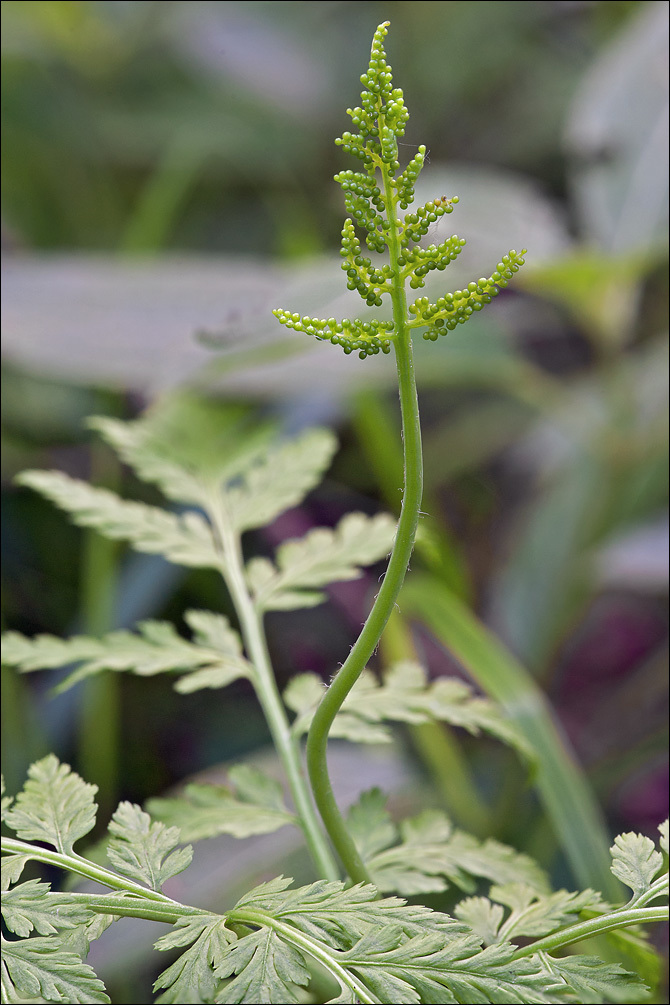 Image of rattlesnake grape-fern