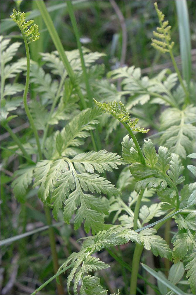 Image of rattlesnake grape-fern