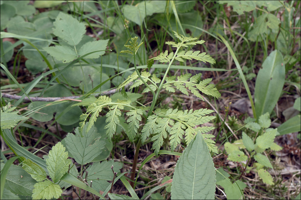 Image of rattlesnake grape-fern