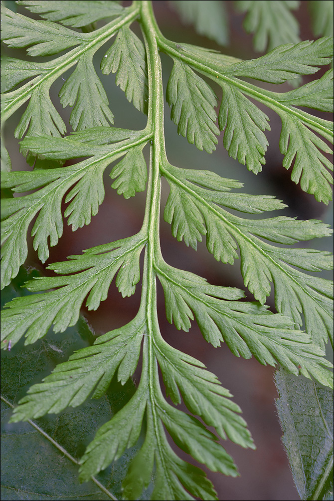 Image of rattlesnake grape-fern