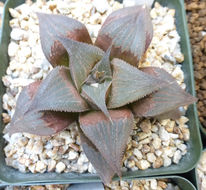 Слика од Haworthia retusa (L.) Duval