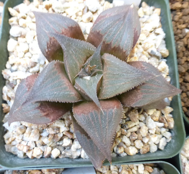 Слика од Haworthia retusa (L.) Duval