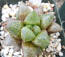 Слика од Haworthia retusa (L.) Duval