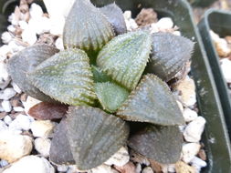 Слика од Haworthia retusa (L.) Duval