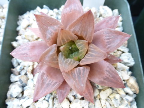 Image of Haworthia emelyae Poelln.