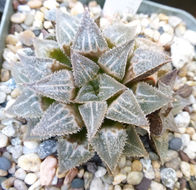 Haworthia emelyae Poelln. resmi