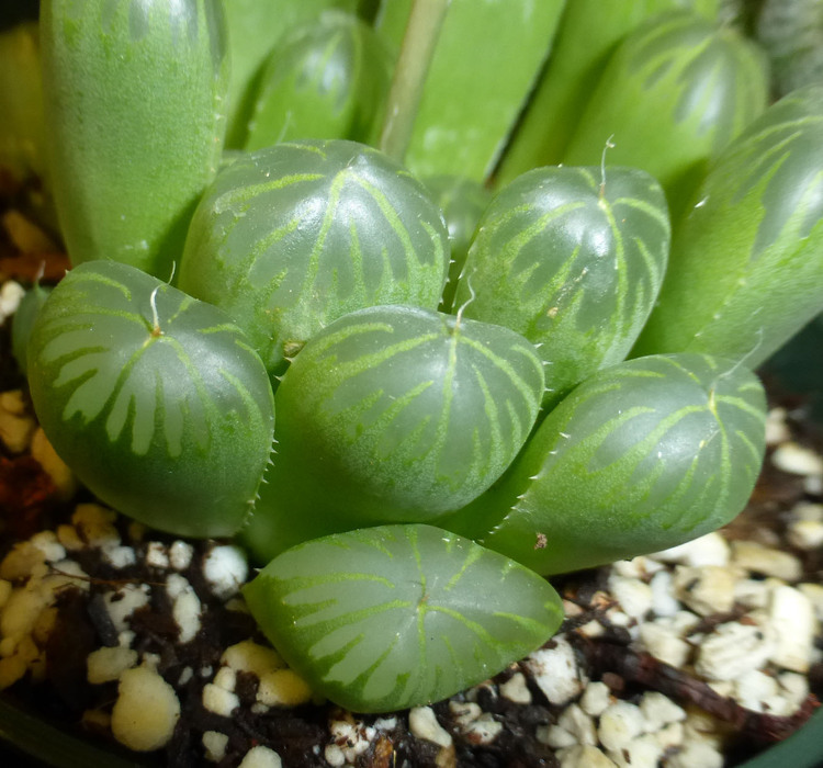 Haworthia cooperi Baker resmi