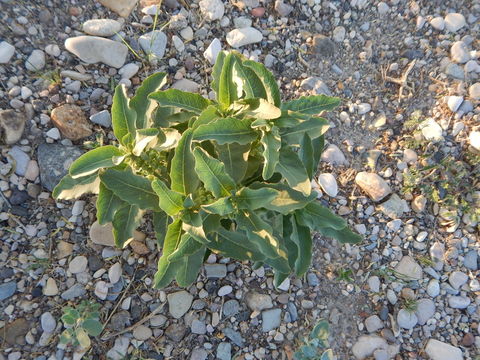 Image of zizotes milkweed