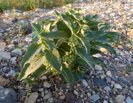 Image of zizotes milkweed