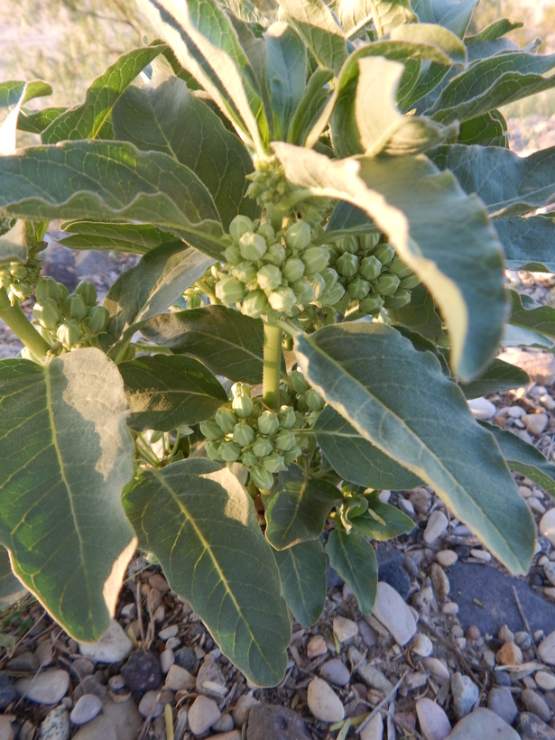 Image of zizotes milkweed