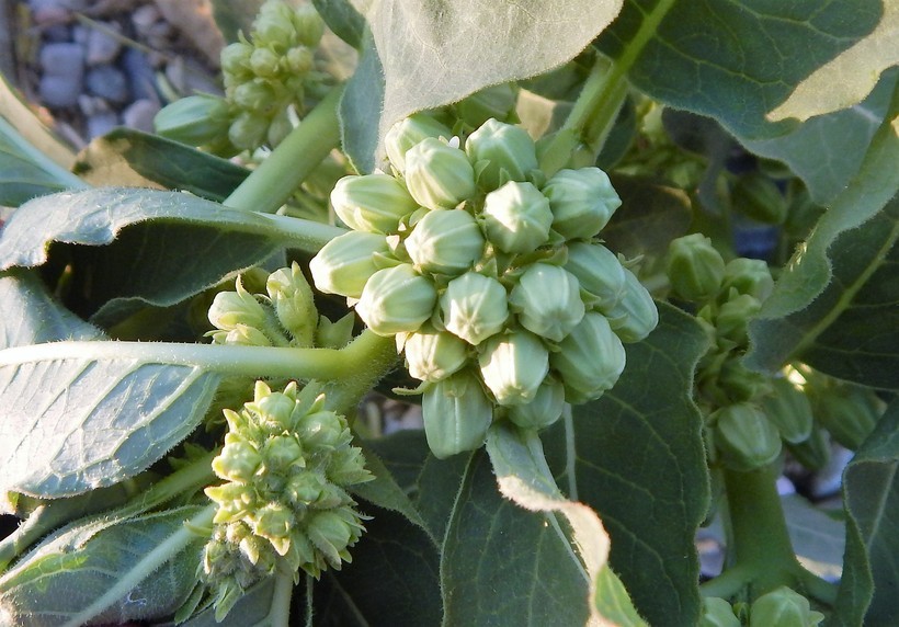 Image of zizotes milkweed