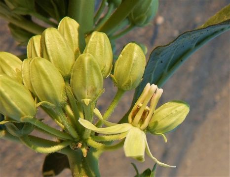 Image of zizotes milkweed