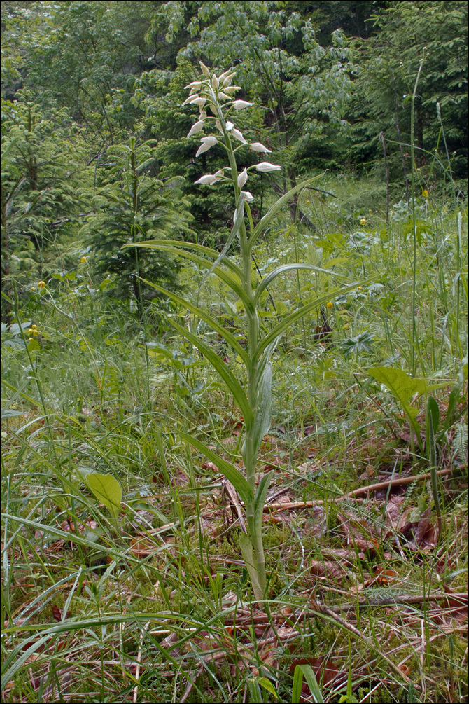 Image of Sword-leaved helleborine