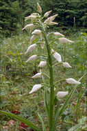 Image of Sword-leaved helleborine