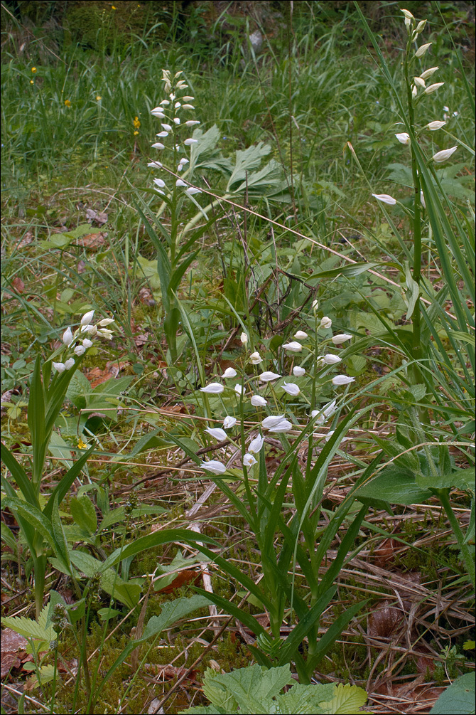 Image of Sword-leaved helleborine