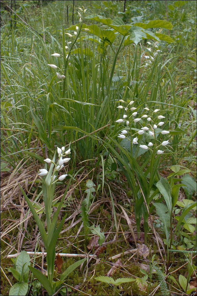 Image of Sword-leaved helleborine