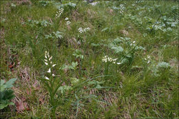 Image of Sword-leaved helleborine