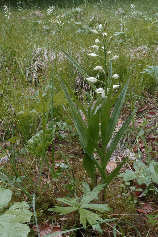 Image of Sword-leaved helleborine