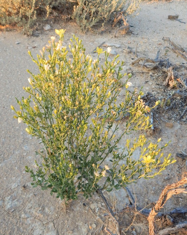 Plancia ëd Menodora scabra Engelm. ex A. Gray