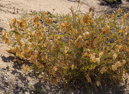 Image of Santa Barbara milkvetch