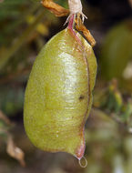 Image of Santa Barbara milkvetch