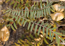 Image of Santa Barbara milkvetch