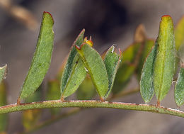 Image of Santa Barbara milkvetch