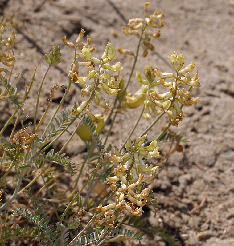 Image of Santa Barbara milkvetch