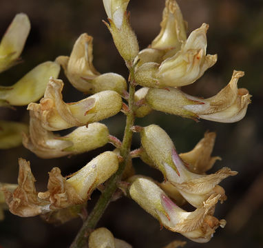 Image of Santa Barbara milkvetch