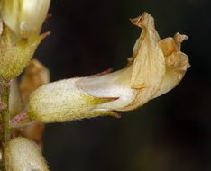 Image of Santa Barbara milkvetch