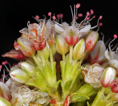 Image of Eastern Mojave buckwheat