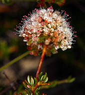 Image of Eastern Mojave buckwheat