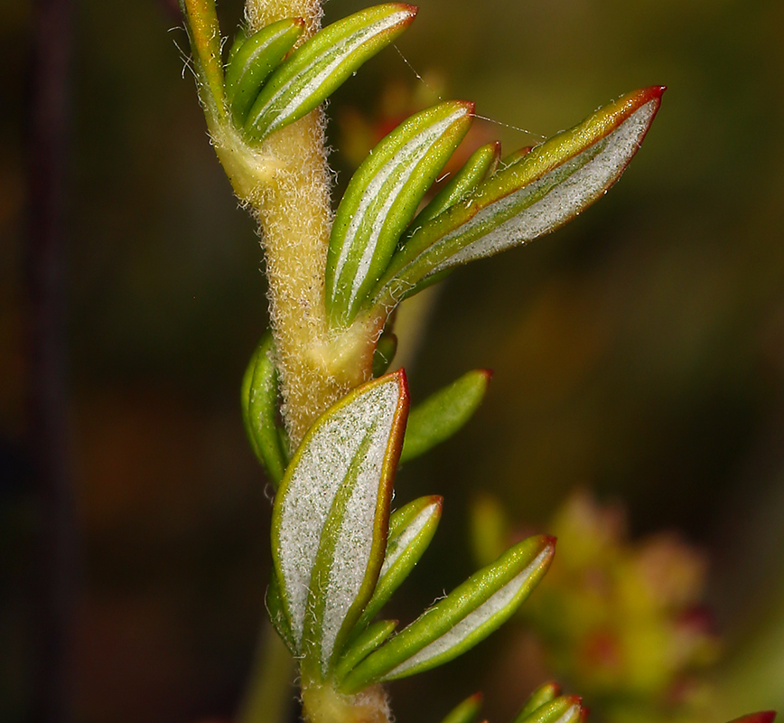 Image of Eastern Mojave buckwheat