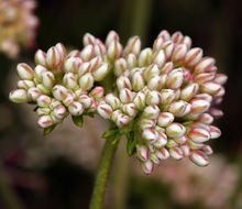 Image of Eastern Mojave buckwheat