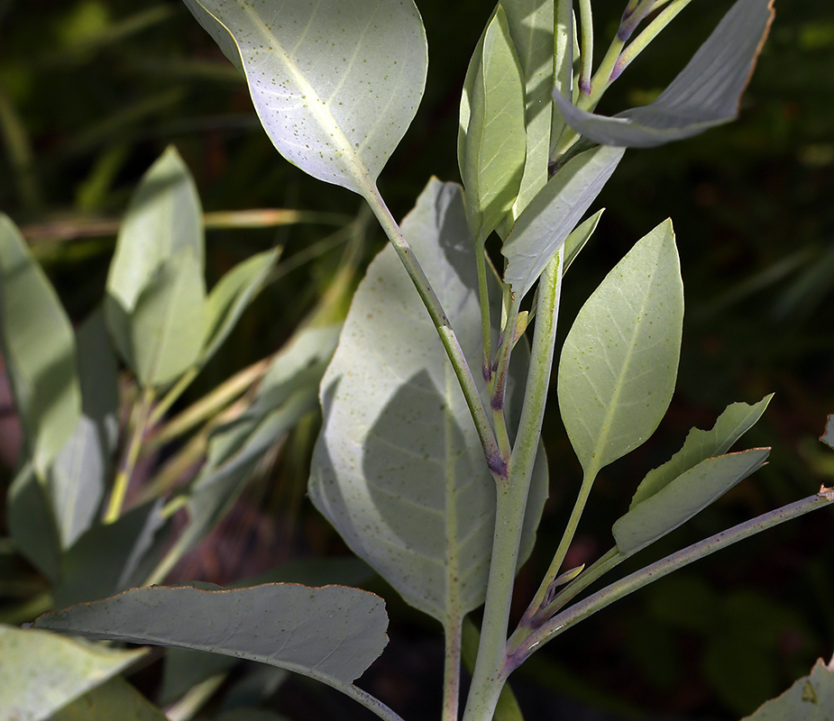 Image of tree tobacco