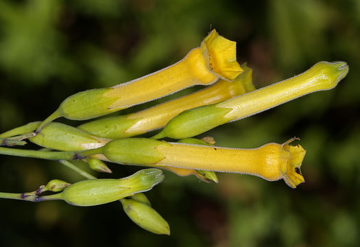 Image of tree tobacco