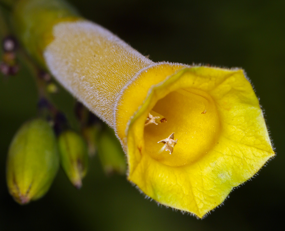 Image of tree tobacco