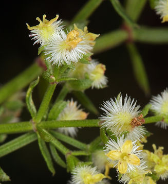 Plancia ëd Galium angustifolium subsp. angustifolium