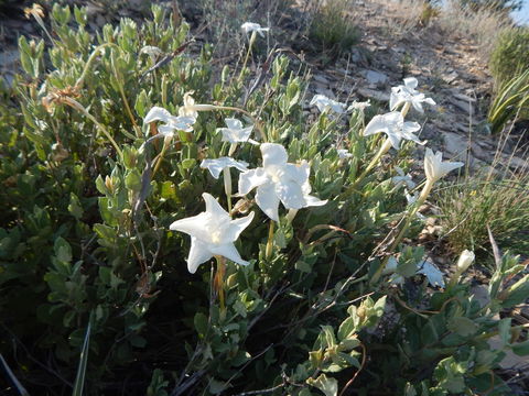 Image of plateau rocktrumpet