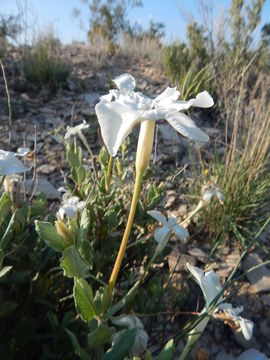 Image of plateau rocktrumpet