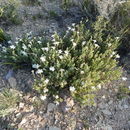 Plancia ëd Mandevilla macrosiphon (Torr.) Pichon