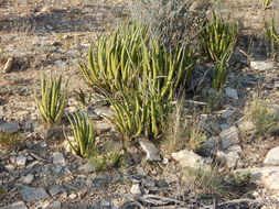 <i>Agave lechuguilla</i> resmi