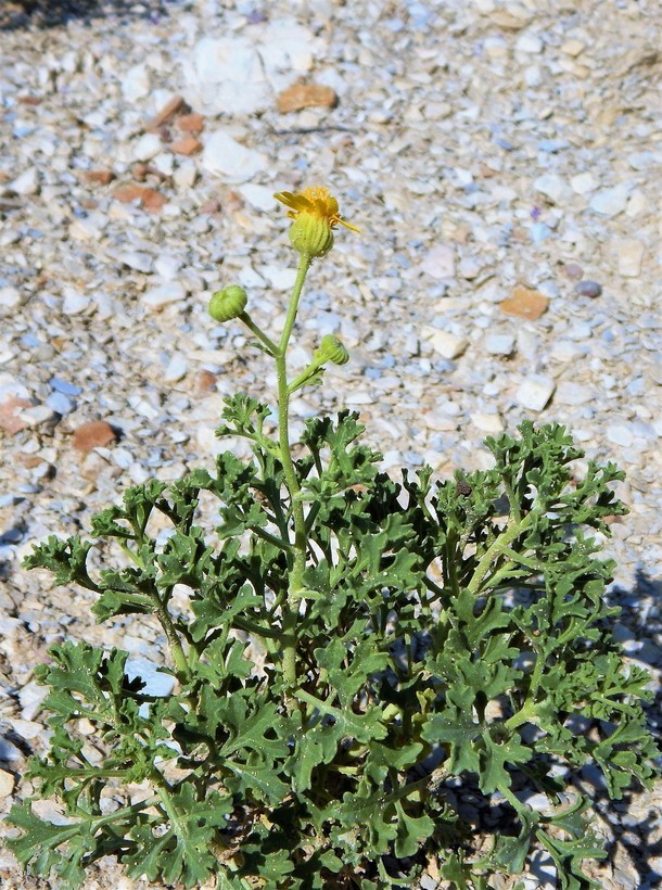 Image of Vasey's rockdaisy