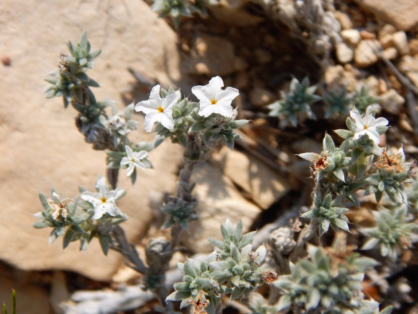 Heliotropium confertifolium Torr. ex A. Gray的圖片