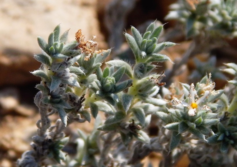 Heliotropium confertifolium Torr. ex A. Gray的圖片