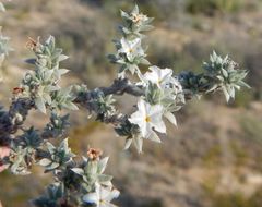 Heliotropium confertifolium Torr. ex A. Gray的圖片