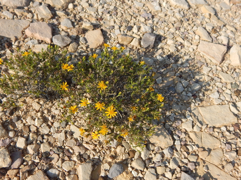 Image of pricklyleaf dogweed