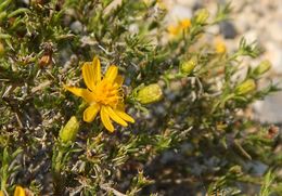 Image of pricklyleaf dogweed